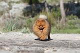 SPITZ ALLEMAND 151